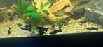 Mollies, Dieren en Toebehoren, Vissen | Aquariumvissen, Vis, Zoetwatervis