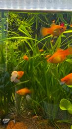 goud platys, Vis