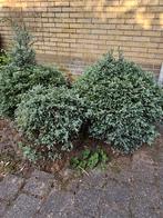 GRATIS Boompjes af te halen, Ophalen