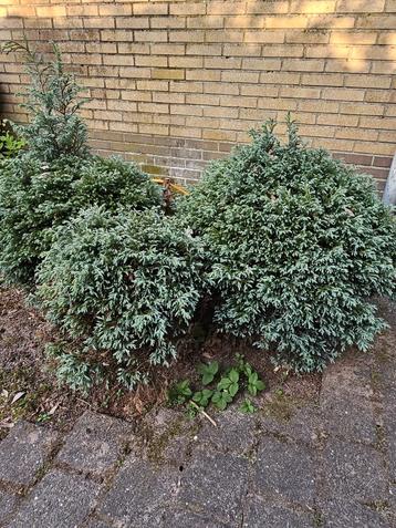 GRATIS Boompjes af te halen beschikbaar voor biedingen