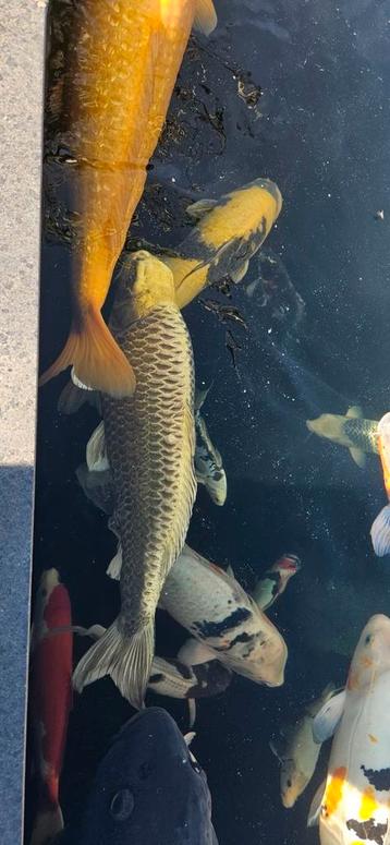 Leuke grote Koi beschikbaar voor biedingen