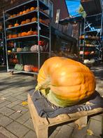 Pompoenen en kalebassen diverse soorten en maten, Ophalen, Overige soorten, Volle zon