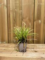 Carex ice dance 1 liter, Tuin en Terras, Halfschaduw, Vaste plant, Siergrassen, Ophalen of Verzenden