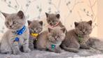 BritishKorthaar, Dieren en Toebehoren, Katten en Kittens | Raskatten | Korthaar