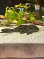 L048 - Scobinancistrus Pariolispos 15 cm, Vis, Zoetwatervis