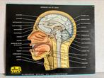 Vintage anatomie plaat schoolplaat doorsnede van het hoofd, Antiek en Kunst, Ophalen of Verzenden, Natuur en Biologie