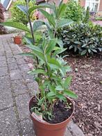 Diverse vaste planten, Ophalen, Vaste plant, Overige soorten