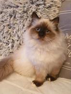 Heilige Birmaan kittens met Stamboom, Dieren en Toebehoren, Katten en Kittens | Raskatten | Langhaar, Meerdere dieren, Met stamboom