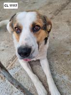 Knappe Noury ter Adoptie, Dieren en Toebehoren, Honden | Niet-rashonden, Particulier, Rabiës (hondsdolheid), Reu, Buitenland