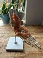 Anatomie Model Voet - 27cm, Ophalen of Verzenden