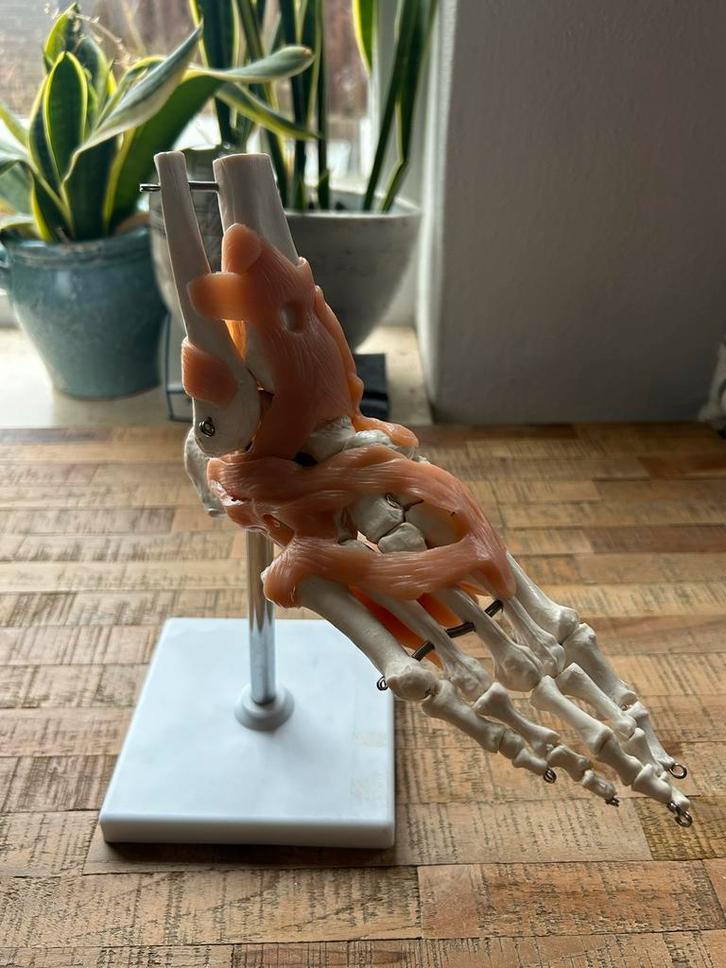 Anatomie Model Voet - 27cm, Antiek en Kunst, Kunst | Designobjecten, Ophalen of Verzenden