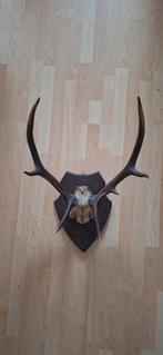 Hertengewei op schild, Ophalen of Verzenden