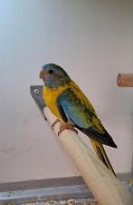 Opaline Splendids parkiet van 2025, Vrouwelijk, Parkiet, Geringd