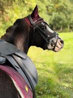 Super knappe en mega lieve kinderpony!, Merrie, Zadelmak, A pony (tot 1.17m), 3 tot 6 jaar