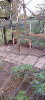 Bos Fazanten (hanen)., Dieren en Toebehoren, Mannelijk, Overige soorten