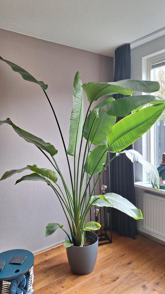 Strelitzia Nicolai - Paradijsvogelplant, Huis en Inrichting, Kamerplanten, Ophalen