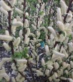 Salix has. wehrhahnii-zilverwitte dwergwilg-prima bijenplant, Ophalen of Verzenden
