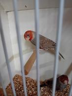 2 rood kop amadine mannen, Dieren en Toebehoren, Vogels | Overige Vogels, Mannelijk, Tropenvogel
