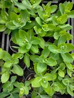 Hemelsleutel, Sedum, Tuin en Terras, Planten | Tuinplanten, Ophalen, Bodembedekkers, Volle zon, Vaste plant