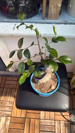 bonsaiplant, Tuin en Terras, Planten | Tuinplanten, Ophalen of Verzenden, Overige soorten, Volle zon