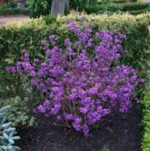 Callicarpa bodinieri paarse besjes struik  in pot, Tuin en Terras, Planten | Struiken en Hagen, Struik, Overige soorten, 100 tot 250 cm