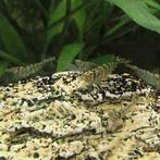 Prachtige tijger en/of Caridina garnalen, Kreeft, Krab of Garnaal, Zoetwatervis
