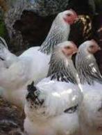 Sussex kippen in mooie kleuren., Dieren en Toebehoren, Vrouwelijk, Kip