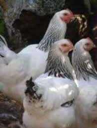 Sussex kippen in mooie kleuren., Dieren en Toebehoren, Pluimvee, Kip, Vrouwelijk