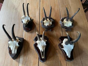 Gemsschedels,hoorns,gems,Oostenrijk,skihut,mancave,jachthut beschikbaar voor biedingen