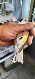 Sacrepatie majoor putter pop, Dieren en Toebehoren, Vrouwelijk, Wildzangvogel, Geringd