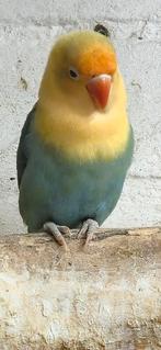 Opaline turquoise violet split dilute, Dieren en Toebehoren, Vogels | Parkieten en Papegaaien, Geslacht onbekend, Dwergpapegaai of Agapornis