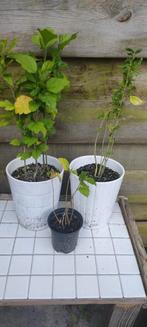 Hibiscus stek, Ophalen, Zomer, Overige soorten, Volle zon