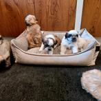 Lieve boomer pups, Overige rassen, 8 tot 15 weken, Meerdere, Meerdere dieren