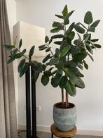 Rubberboom (Ficus elastica 'Robusta'), Huis en Inrichting, Ophalen, Ficus