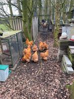 Te koop;  Groot soort cochin hanen buff, Dieren en Toebehoren, Pluimvee, Mannelijk, Kip