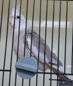 valkparkiet, Mannelijk, Parkiet, Geringd