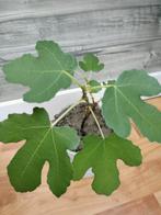 Planten Vijgen, Tuin en Terras, Ophalen of Verzenden, Zomer