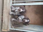 te koop Duitse Staande Draadhaar pups, Duitse Staande hond, 8 tot 15 weken, Meerdere, Meerdere dieren