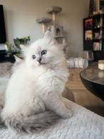 Prachtige Lynx Ragdoll kitten poesje zoekt liefdevol thuis!, Poes, Ontwormd, 0 tot 2 jaar