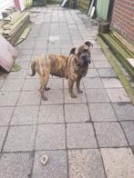 ## Lieve Cane Corso zoekt een nieuw plekje met lieve baas ##, Dieren en Toebehoren, Particulier, 3 tot 5 jaar, Teef, Nederland