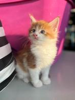 Maine Coon, Dieren en Toebehoren, Katten en Kittens | Raskatten | Langhaar, Poes, 0 tot 2 jaar