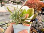Aeonium Goochiae "ballerina"/pot 7cm/vetplant/succulent, Huis en Inrichting, Ophalen of Verzenden
