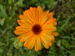 Goudsbloem zaden €1, Tuin en Terras, Bloembollen en Zaden, Ophalen of Verzenden, Volle zon