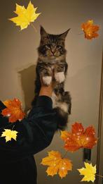 Prachtig maine coon kitten(poesje) met stamboom, Dieren en Toebehoren, Katten en Kittens | Raskatten | Langhaar, Poes, Gechipt