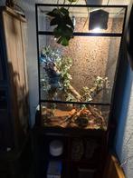 Koren slangen / elaphe gutata, Dieren en Toebehoren, Slang, Met terrarium, 0 tot 2 jaar