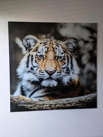 Glasschilderij tijger 1 bij 1 meter beschikbaar voor biedingen