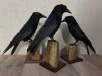 Mooie nieuw opgezette kraaien, Ophalen of Verzenden, Nieuw, Vogel, Opgezet dier