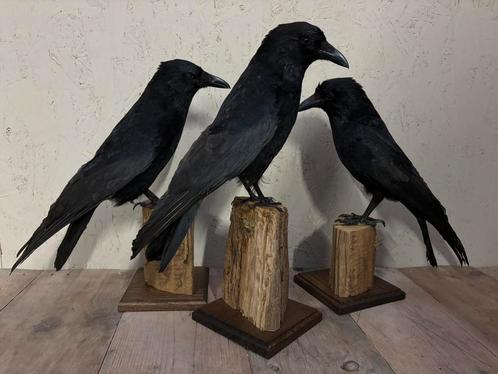 Mooie nieuw opgezette kraaien, Verzamelen, Dierenverzamelingen, Nieuw, Opgezet dier, Vogel, Ophalen of Verzenden
