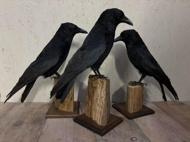 Mooie nieuw opgezette kraaien, Verzamelen, Dierenverzamelingen, Nieuw, Opgezet dier, Vogel, Ophalen of Verzenden