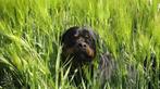 Eénmalig ter dekking: Gezonde Rottweiler, Reu, Eén hond, 3 tot 5 jaar, Nederland